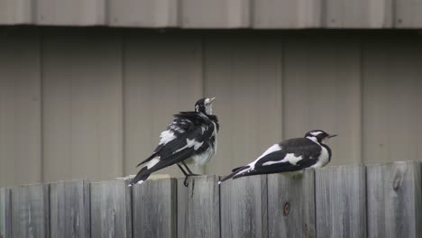 Magpie-lark-Mudlark-Birds-Perched-On-Fence-Grooming-Cleaning-Themselves-Australia-Maffra-Gippsland-Victoria-Slow-Motion