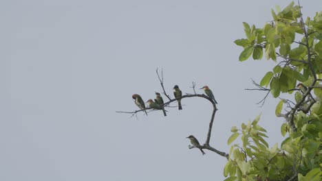 Una-Bandada-De-Pájaros-Sentados-En-Lo-Alto-Del-árbol