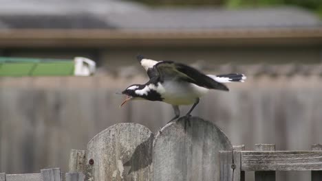 Urraca-alondra-Mudlark-Juvenil-Siendo-Alimentado-Por-Un-Adulto-Encaramado-En-Un-Poste-De-Cerca-Australia-Maffra-Gippsland-Victoria-Cámara-Lenta