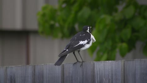 Magpie-lark-Mudlark-Perched-Standing-On-Fence-Then-Flies-Off-Windy-Australia-Maffra-Gippsland-Victoria-Slow-Motion