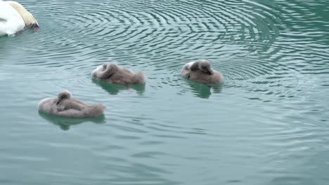 Lindos-Cisnes-Nadan-En-El-Agua-Y-Se-Limpian