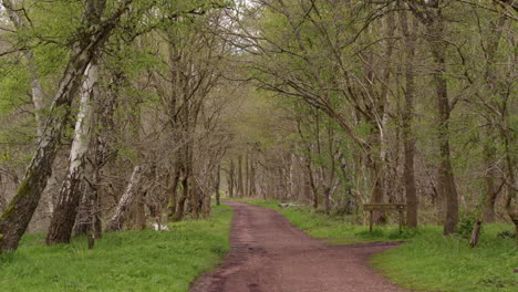 Weite-Aufnahme-Einer-Allee-Aus-Eichen-Und-Weißbirken-In-Einer-Waldlandschaft