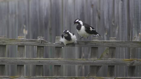 Magpie-lark-Mudlark-Juveniles-Perched-On-Fence-Trellis-Moving-Stretching-Australia-Maffra-Gippsland-Victoria-Slow-Motion