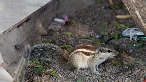 squirrel-eating-food-at-outdoor-with-blurred-background-at-day