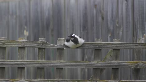 Magpie-lark-Mudlark-Falling-Asleep-Perched-On-Fence-Trellis-Australia-Maffra-Gippsland-Victoria-Slow-Motion