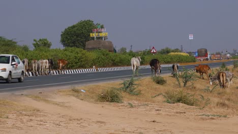 Viele-Bullen-überqueren-Tagsüber-Die-Nationalstraße-Aus-Flachem-Winkel.-Das-Video-Wurde-Am-23.-November-2023-Auf-Der-Nationalstraße-Jodhpur-Udaipur-In-Rajasthan,-Indien,-Aufgenommen