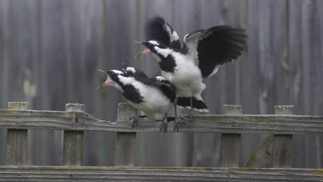 Magpie-lark-Mudlark-Juveniles-Getting-Fed-By-Adult-Perched-Sat-Together-On-Fence-Trellis-Australia-Maffra-Gippsland-Victoria-Slow-Motion