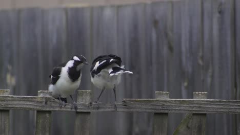 Magpie-lark-Mudlark-Juveniles-Bumping-Eachother-Perched-On-Fence-Trellis-Australia-Maffra-Gippsland-Victoria-Slow-Motion