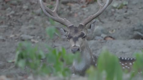 male-spotted-deer-close-up