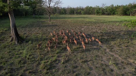 Gruppe-Von-Axishirschen-Im-Wald-Von-Nepal