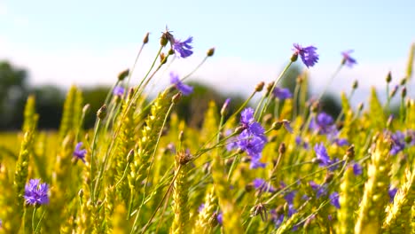 Flor-De-Maíz-Púrpura-En-El-Campo-De-Trigo-Amarillo-Moverse-En-El-Viento-De-La-Tarde,-Letonia