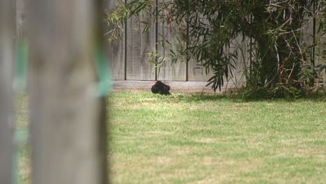 Mirlo-Común-Tomando-El-Sol-Sentado-En-La-Hierba-En-El-Jardín-Durante-El-Día-Caliente-Australia-Maffra-Gippsland-Victoria-Cámara-Lenta