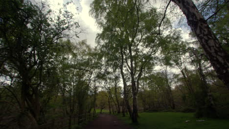 Panning-Extra-wide-shot-of-silver-birch-trees-in-a-forest-setting