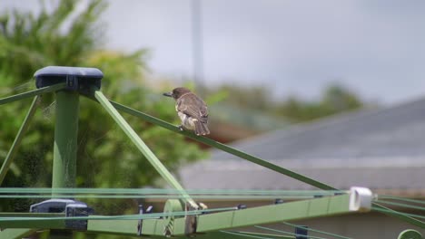 Butcherbird-Juvenil-Posado-En-Una-Línea-De-Lavado-De-Ropa-Muy-Ventoso-Australia-Maffra-Gippsland-Victoria-Cámara-Lenta