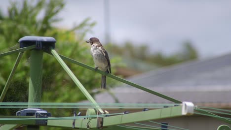 Butcherbird-Juvenile-Sitting-On-Clothes-Washing-Line-Windy-Daytime-Australia-Maffra-Gippsland-Victoria-Slow-Motion