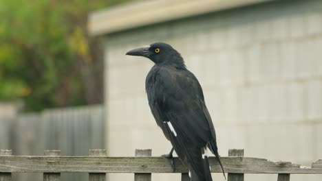 Pied-Currawong-Pájaro-Encaramado-En-La-Valla-Enrejado-Australia-Gippsland-Maffra-Victoria