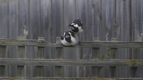 Magpie-lark-Mudlark-Juveniles-Perched-Together-On-Fence-Trellis-Australia-Maffra-Gippsland-Victoria-Slow-Motion