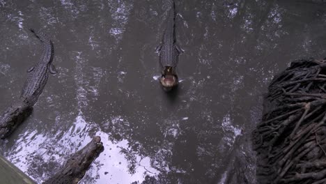 Crocodiles-feeding-in-a-swampy-mangrove-forest-at-Monkey-Island-near-Ho-Chi-Minh-City