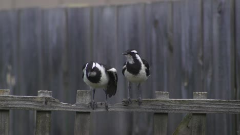 Magpie-lark-Mudlark-Juveniles-Balancing-And-Stretching-On-Fence-Trellis-Australia-Maffra-Gippsland-Victoria-Slow-Motion