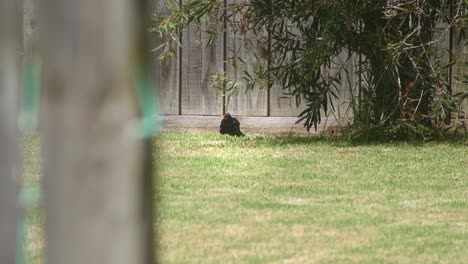 Amsel,-Die-Sich-Putzt-Und-Kratzt,-Während-Sie-Auf-Dem-Gras-Im-Garten-Sitzt,-Tagsüber,-Heißes-Australien,-Maffra,-Gippsland,-Victoria,-Zeitlupe