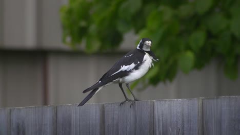 Magpie-lark-Mudlark-Perched-Standing-On-Fence-Windy-Australia-Maffra-Gippsland-Victoria-Slow-Motion