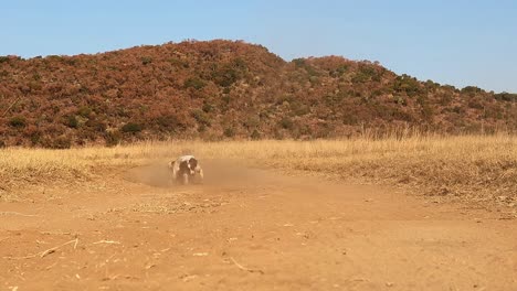 Springer-Spaniel-joyfully-retrieves-stick-on-farm-road-in-slow-motion,-full-of-playful-energy