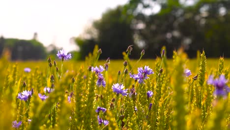 Ruhiger-Abendwind-Bewegt-Kornblumen-Und-Weizenähren-Auf-Dem-Land