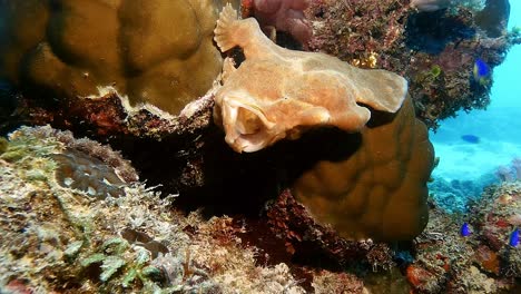 Underwater-footage-capturing-a-fascinating-moment-as-the-Frogfish-yawns-before-feeding,-resetting-its-jawbones-for-a-higher-chance-of-successful-predation-in-the-waters-of-Mauritius