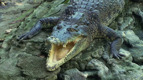 Saltwater-Crocodile-with-Opened-Jaws-Lying-Motionless-on-Rocks-by-the-Water