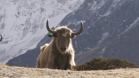 Close-up-parallax-drone-shot-of-a-Himalayan-yak-grazing-in-the-Everest-region-of-Nepal