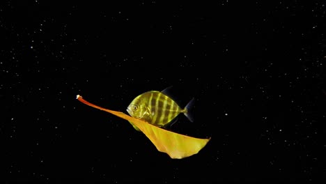 A-juvenile-jack-riding-a-leaf-in-the-in-midwater-at-night