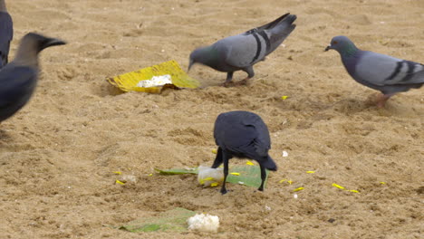 crow,--at-Papanasam-beach,-Varkala,-Kerala,-India