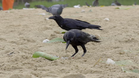 crow,--at-Papanasam-beach,-Varkala,-Kerala,-India