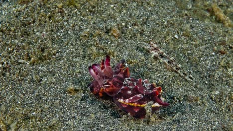 Flamboyant-cuttlefish-hunting-and-striking-at-prey