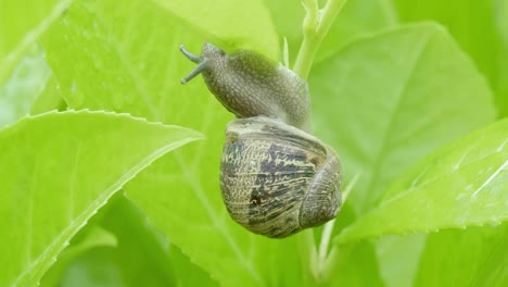 Makroaufnahme-Einer-Gartenschnecke,-Die-Klettert-Und-Grünes-Blatt-Frisst