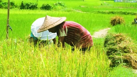 Local-Farmers-Working-At-The-Rice-Field---Close-Up