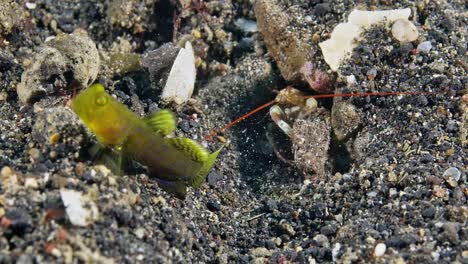 Blinde-Garnelen,-Gefilmt-In-Der-Straße-Von-Lembeh,-Indonesien-1-Von-2-60fps