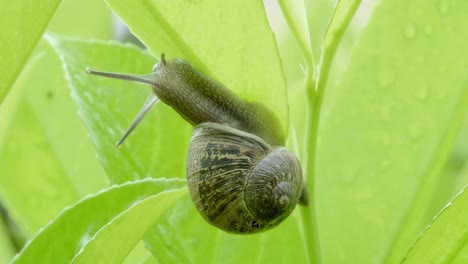 Macro-shot-of-garden-snail-climbing-and-eating-green-leaf-and-lookging-at-camera