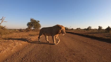 Lions-pass-the-camera-at-eye-level-on-a-road-in-a-wildlife-reserve-during-golden-hour