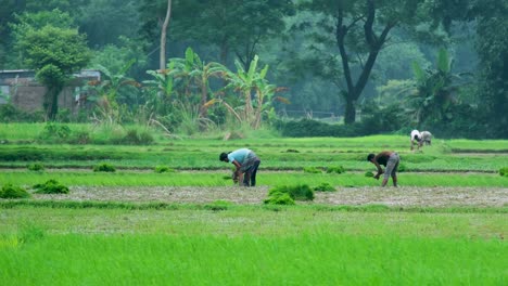 Local-Farmers-Planting-Rice-In-Fields---Wide-Shot