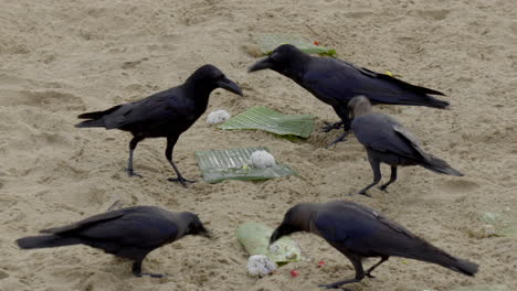 crow,--at-Papanasam-beach,-Varkala,-Kerala,-India