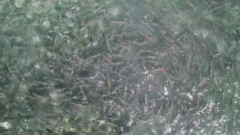 A-large-school-of-bonefish-in-a-feeding-frenzy-in-clear-water,-aerial-view