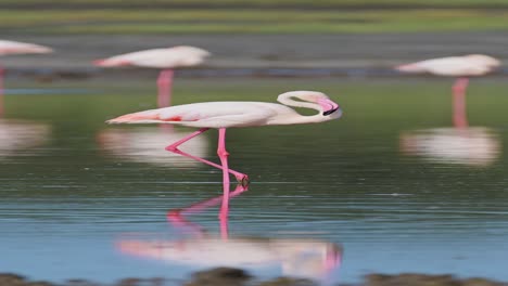 Flamingos-Im-See-In-Tansania,-Vertikales-Video-Mit-Rosa-Flamingos-Für-Soziale-Medien,-Instagram-Reels-Und-Tiktok,-Beschneiden-Und-Reinigen-Von-Federn-Im-Naturschutzgebiet-Ngorongoro-Im-Ndutu-Nationalpark-In-Afrika