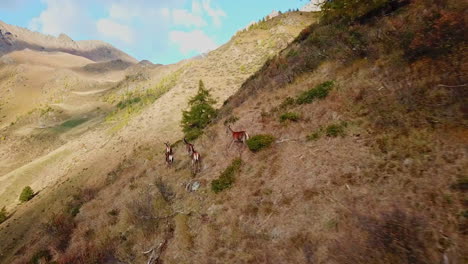 Toma-Aérea-De-Una-Manada-De-Venados-Hembras-Deambulando-Por-Un-Pintoresco-Sendero-De-Montaña