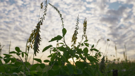 Track-back,-Evening-sunset-close-up-of-weeds-on-a-riverbank-with-puffy-clouds-and-the-golden-glow-of-the-sun-behind-them