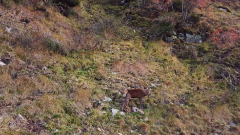 Aerial-shot-of-a-pack-of-female-deers-roaming-on-a-picturesque-mountain-trail