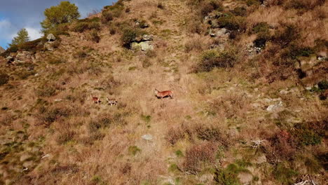 Aerial-shot-of-a-pack-of-female-deers-roaming-on-a-picturesque-mountain-trail