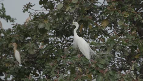 Kuhreiher-Und-Storch-Sitzen-Auf-Dem-Ganzen-Baum