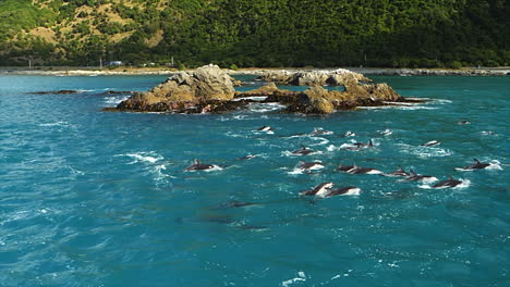 Dusky-dolphins-breaching-as-they-swim-along-a-rocky-shoreline---aerial-follow