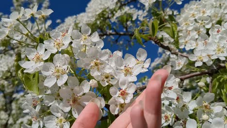 White-flowers-in-bloom-in-fruit-tree,-hand-touching-white-flowers-in-apple-tree,-close-up